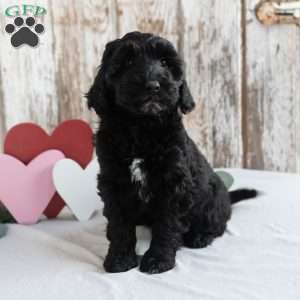 Holly, Mini Labradoodle Puppy